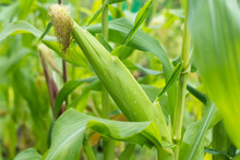 Young Cobs Of Corn Growing In A Field