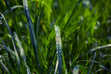 Wall Mural - water drop on green grass detail, toning