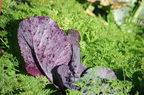 Association De Culture Dans Le Potager Chou Rouge Et Carottes