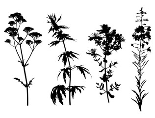 Wall Mural - Medicinal herbals set