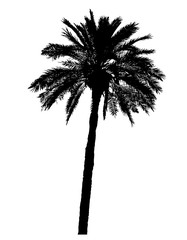 Wall Mural - silhouette of palm trees realistic vector illustration