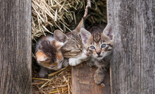 Little Kitten In The Barn