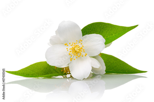 Photographie White flowers of jasmine