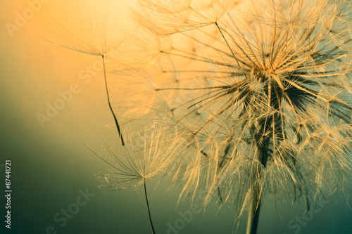 close up of beautiful dandelion