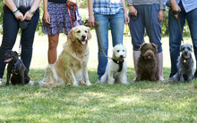 Dog Obedience Class Free Stock Photo Public Domain Pictures Dog Obedience Class Free Stock Photo Public Domain Pictures