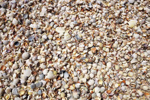 Sea Shells On Sand As Background