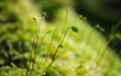 © wmparallelphoto - Moss spore