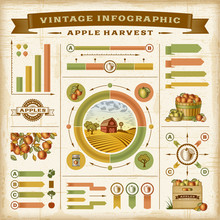 Vintage Apple Harvest Infographic Set