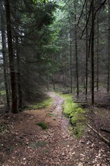 Fototapeta forest