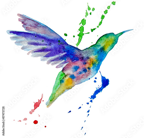 hummingbird multicolored on white background