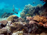 Fototapeta Do akwarium - Grande Barrière de Corail