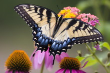 Swallowtail Butterfly Feeding On Lantana