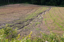 Soil Erosion On A Cultivated Field After Heavy Shower