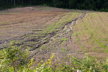 soil erosion on a cultivated field after heavy shower