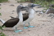 Blue Footed Booby 