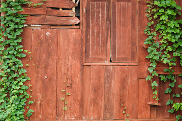 Wall Mural - old wooden wall with green creeper plants