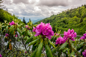 Rhododendron in early summer