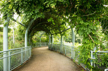 Ivy Covered Arbor Walkway