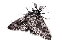 Moth Painting