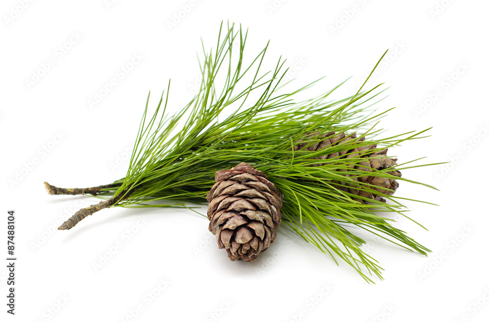 Green coniferous cedar branch with cones on white isolated 