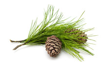 Green Coniferous Cedar Branch With Cones On White Isolated 