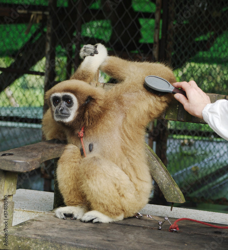 Monkey Gibbon (lat. Hylobatidae) allows to comb his fir, Paradise Park