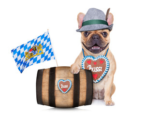 Wall Mural - bavarian german pug dog