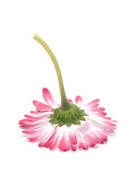 Poster - pink daisy on a white background