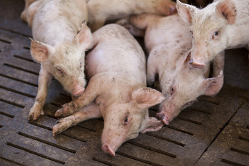 Wall Mural - pigs in the farm