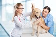 © BillionPhotos.com - Veterinarian, vet, dog.