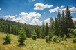 © lobodaphoto - high spruce against the blue sky in mountains