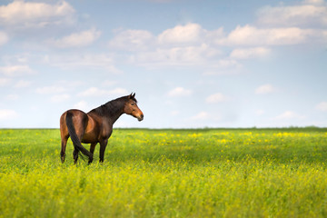 Wall Mural - Bay mare on green pasture against beautiful sky