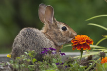 Cottontail Rabbit Sitting On A Meadow With An Orange Marigold Flower.