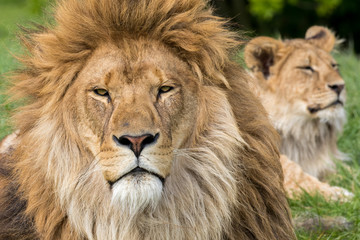 Father and Son, Lion and male lion cub