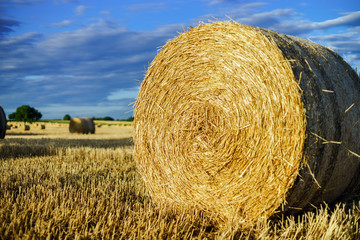 Beautiful yellow field with haystacks at sunset