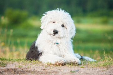 Wall Mural - Adorable bobtail puppy lying in summer