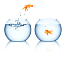 A Goldfish Jumping Out Of The Fishbowl Isolated On White Background