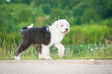 Bobtail Puppy Walking Outdoors In Summer