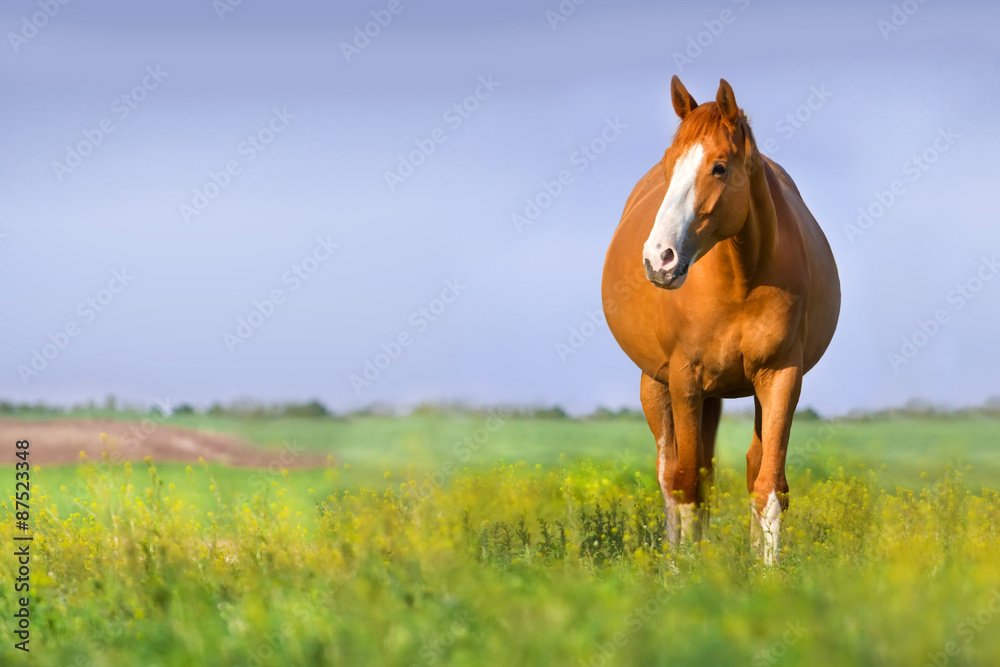 Red pregnant mare in spring pasture - obrazy, fototapety, plakaty 