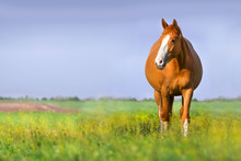 Red Pregnant Mare In Spring Pasture