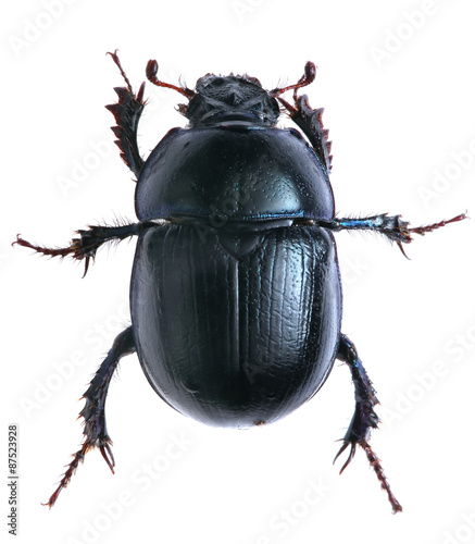 Cuadros en Lienzo black beetle isolated on white background. Macro.