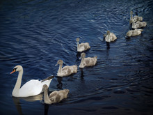 Family Of Swans. Mother And Eight Young.