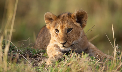 Wall Mural - Lion cub