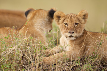 Wall Mural - Lion cub looking at the camera