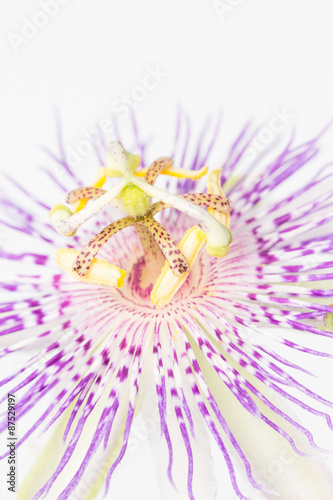 Naklejka - mata magnetyczna na lodówkę Purple passionflower close up