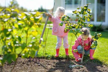 Wall Mural - Two little girls helping in a garden