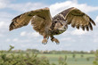 Eagle owl in flight with cloudy blue sky as background.