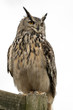 Eagle owl perched on a fence with white background.