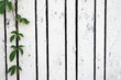 Weißer Zaun mit grüner Pflanze
