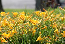 Pretty Yellow Daylilies 'Stella De Oro' (Hemerocallis)  Growing In A Small Flower Garden. Day Lilies Are Rugged, Adaptable, Vigorous Perennials And Comes In A Variety Of Colors.

